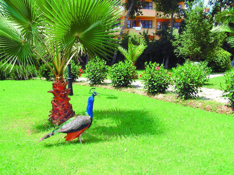 Green Peace Hotel Mahmutlar Exteriér fotografie